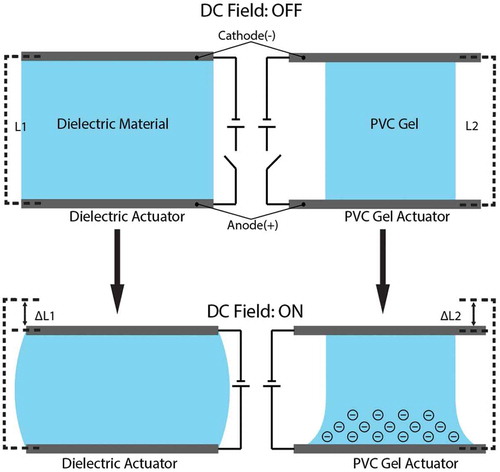 Figure 41. Comparison of DEAs (left) vs. PVC gel actuators (right). On top is a DEA and a PVC gel actuator with no applied DC field. On bottomis a DEA and a PVC gel actuator with an applied DC field.