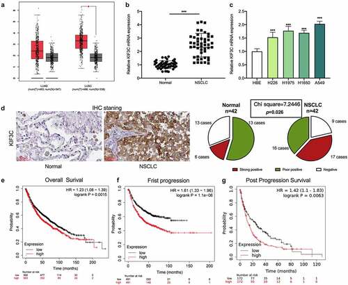 Figure 1. KIF3C expression is significantly up-regulated in NSCLC tissues and cells a. GEPIA database was used to analyze the expression of KIF3C in NSCLC tissues. b. Detection of KIF3C mRNA expression in NSCLC tissues and normal tissues by qRT-PCR. c. Detection of KIF3C mRNA expression in NSCLC cell lines by qRT-PCR. d. IHC method was adopted to detect KIF3C protein expression in NSCLC and adjacent tissues. E-G. KM-plotter database was searched to analyze the relationship between KIF3C expression and the overall survival time (OS), first progression (FP), and post-progression survival time (PPS) of NSCLC patients * P < 0.05 and *** P < 0.001