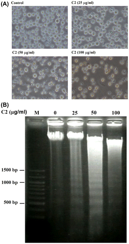 Fig. 2. C2 fraction induces morphology changes and DNA fragmentation of HL-60 cells.Notes: HL-60 cells were exposed to 0, 25, 50, and 100 μg/mL of C2 fraction for 24 h. Cell morphology was observed under an optical microscope (A). Then, the cells were harvested by centrifugation, and DNA was extracted as described in the Materials and methods section. The DNA fragments were separated on 2% agarose gel electrophoresis and visualized under ultraviolet light after staining with ethidium bromide. The 100 bp DNA Ladder One (Nacalai Tesque, Kyoto, Japan) served as a molecular marker (B).