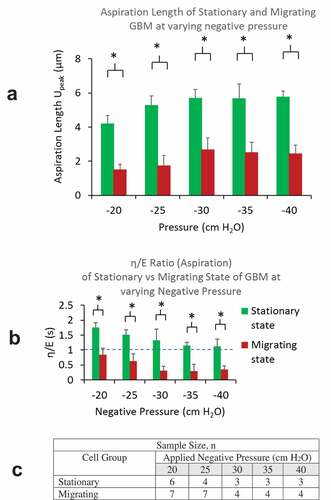 Figure 4. A) Aspiration lengths of cells (Upeak) in migrating group were found to be much lower than that in stationary groups for all negative pressure load from −20 to −40 cm H2O. B) η/E ratios of cells in migrating group were found to be less than 1 and much lower than that in stationary groups for all pressure load from −20 to −40 cm H2O. C) A table summarizing sample sizes from stationary and migrating groups at different pressure levels