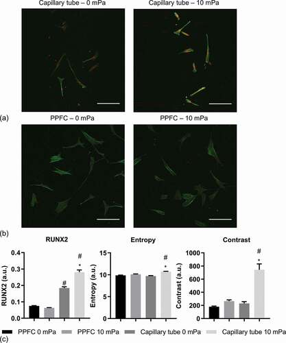Figure 2. Representative projection images of hMSC under static (0 mPa) or 10 mPa FSS in capillary tubes (a) and PPFC (b). Runx-2 is in red, phalloidin is in green, and DAPI (blue) has been removed for better visualisation. Scale bar: 250 µm. (c) Quantification of Runx-2 and action texture entropy and contrast. #: significant difference (P < 0.05) between the PPFC and capillary tubes. *: significant difference between the 10 mPa and 0 mPa samples. n = 6.