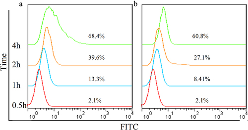 Figure 3. Internalization rate analysis of Hm3A4-Rap (a) and Hm3A4 (b) determined by FCM. Gradual internalization into cells was observed with prolonged incubation times, there was no significant difference in the internalization rate between the two (P > 0.05).