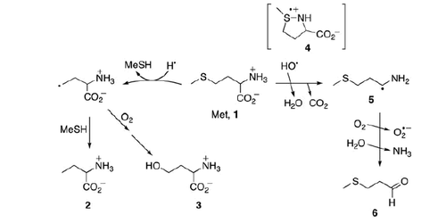 Scheme 1. HO• radicals and H• atoms are highly specific for sulfur atom attack of methionine (1).