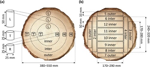 Figure 1. Cross-section view of the trunk showing: (a) the cutting pattern of the permeability specimens, the position and alignment schematically shown by cylinders and the different trunk zones indicated by dashed lines, (b) the sawing pattern of the boards, the trimmed board cross-sections schematically shown by rectangles.