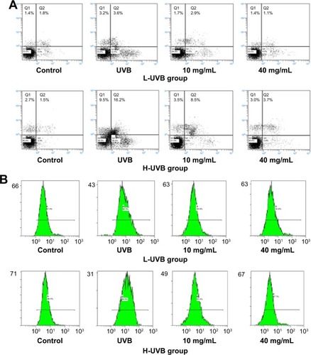 Figure 7 Apoptosis assays (A), intracellular Ca2+ (B), and mitochondrial membrane potential (Δψ) (C) indicated by flow cytometry of Saussurea tridactyla Sch. Bip.-derived polysaccharides.