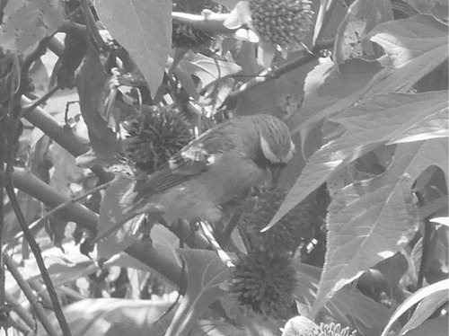 Figure 3. S. capistratus Finsch and Hartlaub feeding on T. diversifolia (Hemsley) A. Gray immature achenes (note the presence of a previously damaged seed-bearing head right on the back of the bird).