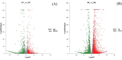 Figure 2. The volcano plots showed the DEGs in the sugarcane variety GT11 (a) and B8 (b). Each data point in the chart represents a specific unigenes. The red point indicates the unigenes that were significantly up-regulated, the blue point represents the significantly down-regulated unigenes, and the black points were the non-significant unigenes. GE, the treatment inoculated with strain ED5 in GT11; GC: the non-inoculated control in GT11; BE, the treatment inoculated with strain ED5 in B8; BC: the non-inoculated control in B8.