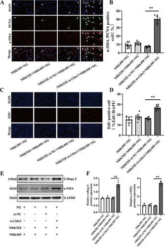 Figure 3 Knockdown of Cldn2 in PTECs enhances fibroblast activation and proliferation. (A) Representative immunostaining images showing the nuclear localization of proliferating cell nuclear antigen (PCNA) in activated fibroblasts. Cells were immune-stained for α-SMA (red) and PCNA (green) and counterstained with DAPI (blue). White arrows indicate positive staining. Magnification ×400, scale bar =100µm. (B) Quantitative analysis of PCNA+/α-SMA+ cells showed knockdown of Cldn2 in PTECs markedly ameliorated the activation and proliferation in fibroblasts by co-culturing with PTECs in NG for 48 hours. (C and D) Representative images and quantitative analysis show knockdown of Cldn2 in PTECs promotes fibroblast proliferation, as demonstrated by EdU incorporation. (E and F) Western blot revealed the expression levels of α-SMA and collagen I in NRK49F cells in 5.5mM D-glucose (NG) medium± co-culture with NRK52E cells ±si-Cldn2 for 48 hours. Representative blots and quantitative analysis of α-SMA and collagen I are shown above. Data are the mean ± SEM (n=3). **P<0.01, vs NRK52E-siNC+NRK49F+NG.
