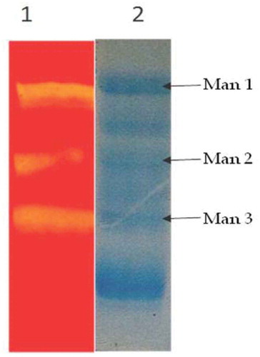 Figure 5. Zymogram analysis crude enzyme Lane 1 zymogram for mannanase Lane 2 SDS-PAGE profile of crude enzyme.