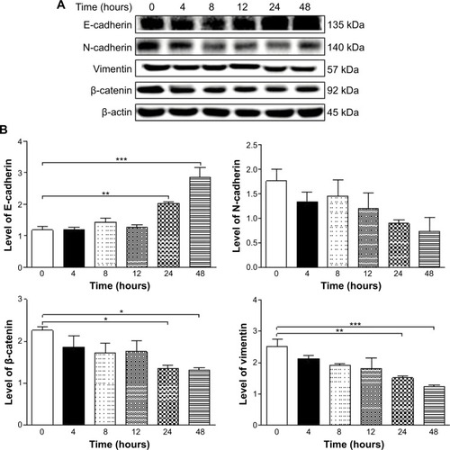 Figure 25 Effects of PLB on the expression level of selected EMT markers in PC-3 cells over 48 hours.