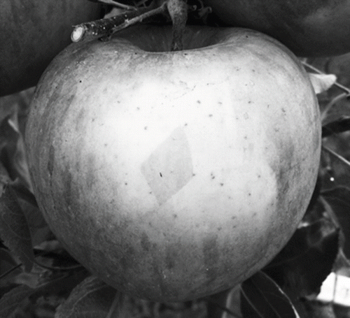 FIGURE 1. Photobleaching on ‘Fuji’ 3 d after the initial exposure of the shaded side to sunlight. The diamond shape in the center of the photobleached area is undamaged peel that was covered by adhesive bandage used to attach thermocouple to the apple.