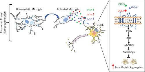 Figure 1. Activated microglia regulate neuronal autophagy via a non-cell autonomous mechanism. In the prodromal phase of neurodegenerative diseases, microglia switch to an activated state resulting in increased production of CCL5, CCL4 and CCL3. These chemokines bind and activate neuronal CCR5, which, in turn, inhibits autophagy by promoting PI3K-AKT-mTORC1 signaling. This enhances the buildup of toxic aggregate-prone proteins.