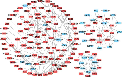 Figure 4 The PPI network. A graphic representation of the protein–protein network based on differentially expressed genes of carotid atherosclerosis and control samples. Red nodes indicated upregulated genes and light blue nodes indicated downregulated genes in the carotid atherosclerosis group.