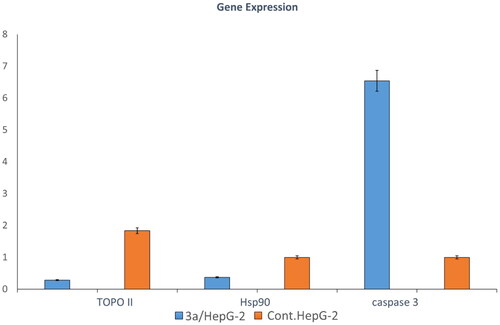 Figure 5. The effect of 3a on the expression of genes encoding caspase-3, Topoisomerase II, and HSP90 in the supernatant of HepG-2 cell lines.