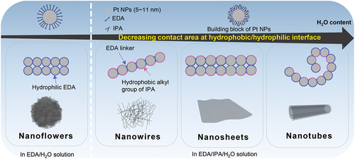 Figure 7. Schematic illustrating the self-assembly strategy for the synthesis of metallic Pt nanoflowers, nanowires, nanosheets and nanotubes.