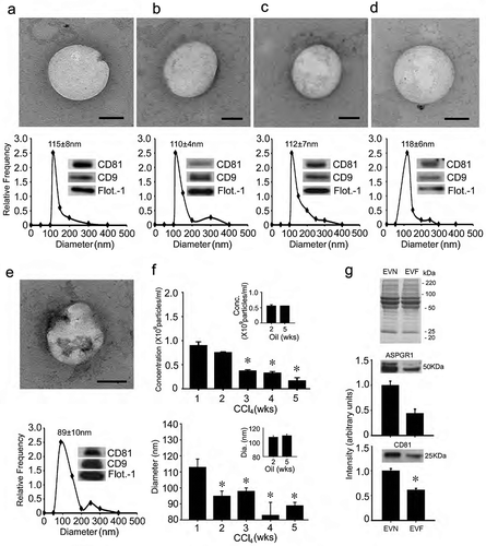 Figure 1. Characterization of mouse serum EVs. (a) Ultra-centrifugation or (b–e) PureExo® kits were used to isolate EVN from the serum of (a,b) normal male wild-type Swiss Webster mice; (c) normal male TG CCN2-EGFP Swiss Webster mice; (d) normal male wild type FVB mice or (e) male wild-type Swiss Webster mice that had been treated for 5 weeks with CCl4. EVs were characterized by TEM (upper panels; scale bar: 50 nm; representative images are shown), NTA (lower panels; mean ± S.E.M. for particle diameter (nm) is indicated) or Western blot (insets). (f) NTA was performed weekly on serum EVs purified by ultracentrifugation to determine their concentration (upper panel) or size (lower panel) in individual groups of male wild-type Swiss Webster mice that received CCl4 or oil (insets) 3 times per week for up to 5 weeks. n = 3 independent experiments (5 mice per group) performed in triplicate. *P < 0.01 versus Week 1. (g) SDS-PAGE analysis of EVN or EVF using Coomassie blue for protein detection (upper) and Western blot analysis of EVN versus EVF using anti-ASPGR1 (middle) or anti-CD81 (lower), with quantification of immunoreactive signals by scanning.