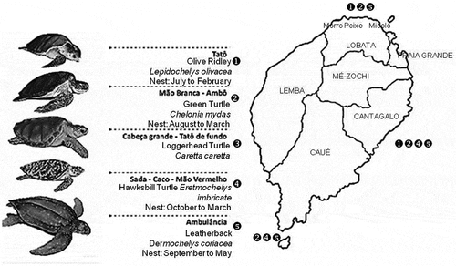 Figure 2. Species of sea turtles occurring in S. Tomé island. Adapted from Jiménez & Vieira 2016, Tatô Program (ATM).