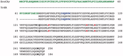 Figure 2. Pairwise comparison of EcoCAγ amino acid sequence with the YrdA polypeptide chain. The pairwise alignment was performed with the programme Blast Global Align. The accession numbers of the aligned sequences are WP_009008373.1 (EcoCAγ) and P0A9W9 (YrdA). Legend: The extra 72 amino acid residues are in green bold; the identical amino acid residues are between the two aligned sequences; the amino acid residues of a typically repeated hexapeptide are reported in bold blue; the three histidines coordinating the metal ion are in red bold; the catalytically relevant residues, which participate in a network of hydrogen bonds with the catalytic water molecule, are represented in black bold; a hyphen shows gaps.