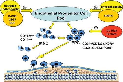 Figure 6. EPC contribute to the rejuvenation of the endothelial monolayer after endothelial cell damage. The effective regeneration of the endothelial monolayer might be a prerequisite for the prevention of atherosclerotic lesion formation. Cardiovascular risk factors negatively influence EPC number and function while the vast majority of cardioprotective agents mediate their action at least in part by positively influencing EPC. The pool of EPC consists of a heterogeneous population of cells which may interact in concert in the mediation of endothelial healing.(EPC = endothelial progenitor cells; G‐CSF = granulocyte colony‐stimulating factor; MNC = mononuclear cells; SCF = stem cell factor; VEGF = vascular endothelial growth factor.)