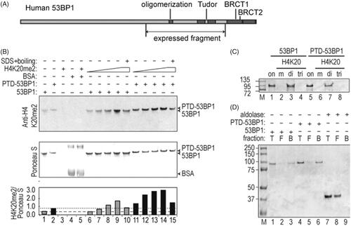 Figure 2. Characterization of expressed 53BP1 (1053–1711) fragment. (A) Scale diagram of 53BP1. Expressed fragment contains tandem Tudor domains and oligomerization domains, but not C-terminal BRCT domains found in native 53BP1. (B) Co-electrophoresis assays to detect H4K20me2 peptide binding. Reactions contained 7.6 μM BSA, 1.0 μM 53BP1 fragment, or H4K20me2 peptide (4.2, 11.7, 23.4, or 46.8 μM). Immunoblotting with anti-H4K20me2 and Ponceau staining for total protein are shown, with ratios plotted (arbitrary units) in bottom panel. Dashed lines indicate background in the absence of peptide for each of the 53BP1 fragments. (C) Pull-down assays to detect H4K20me2 peptide binding. Indicated peptides were conjugated to agarose resin, incubated with 53BP1 fragments, and bound protein was analyzed by SDS-PAGE with Coomassie blue staining. Lanes labeled “on” contain 2 μg of input protein (equivalent to 10% of total input). Other lanes contain 30% of protein solubilized from each resin. Markers are indicated in kDa. (D) Streptavidin-agarose pull-down. SDS-PAGE analysis shows 10% of total input (T), 10% of free protein (F), and 10% of bound protein (B). Proteins were analyzed on a 4–12% Nu-PAGE SDS gel with Coomassie blue staining with markers indicated in kDa.