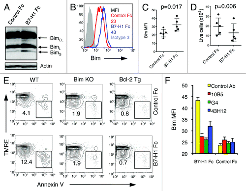 Figure 8. B7-H1 co-stimulation induces upregulation of Bim protein levels in activated T cells. Pre-activated CD8+ T cells were incubated with plate-bound B7-H1 or control fusion protein (Fc) for 48 h in the presence of anti-CD3. (A) Bim isoform expression in CD8+ T cells was analyzed by western blot. (B) Histogram shows the expression of total Bim in CD8+ T cells co-stimulated with B7-H1 (blue line) or control protein (red line). Numbers are mean fluorescent intensity (MFI) (C) Graph shows average MFI of Bim expressed by activated CD8+ T cells (mean ± SD, n = 5). (D) Graph shows the percentage of live (trypan blue exclusive) CD8+ T cells in culture (mean ± SD, n = 5). (E) Apoptosis of CD8+ T cells isolated from WT, Bim-deficient and Bcl-2 transgenic (Tg) mice. Numbers show percentage of TMRElow Annexin V+ apoptotic T cells in total CD8+ T cells. One of three experiments is shown. (F) Graph shows average MFI of Bim expressed by CD8+ T cells in culture with anti-B7-H1 Ab (10B5, blocking B7-H1 binding to both PD-1 and CD80; 43H12, blocking B7-H1 binding to CD80 only), anti-PD-1 Ab (G4) or control Ab (10 μg/mL of each) (mean ± SD, n = 3).