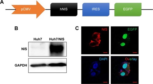 Figure 1 Establishment of double-gene expression in Huh7 cells.Notes: (A) CMV promoter driven hNIS and EGFP was expressed in cells. (B) Western blotting analysis for the finding of NIS proteins from Huh7/NIS cells, not from Huh7 cells. (C) Confocal microscopy analysis to detect NIS and GFP protein in Huh7/NIS cells, not from Huh7 cells.Abbreviations: CMV, cytomegalovirus; IRES, internal ribosomal entry site.