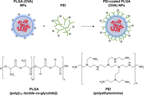 Figure 1 Schematic illustrations of the synthesis of PEI-coated PLGA NPs as antigen carriers.Abbreviations: PEI, polyethylenimine; PLGA, poly(d,l-lactide-co-glycolide); OVA, ovalbumin; NPs, nanoparticles.