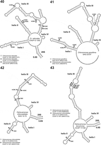 Figs 40–43. Secondary structure models of the nuclear ITS2. Fig. 40. ITS2 secondary structure model of the strain Chloromonas reticulata CAUP G 1302 isolated in the Arctic compared with two closely related strains of the core Chloromonas lineage. The strain CCAP 11/110 represents the authentic strain of C. reticulata, and the strain SAG 25.87 represents C. gracillima. Differences in double-strand compensatory base changes (CBC) and single strand compensatory base changes (hCBC) are marked as grey circles (CCAP 11/110) or squares (SAG 25.87) Fig. 41. ITS2 secondary structure model of C. gracillima SAG 25.87 compared with the closely related C. chlorococcoides strain SAG 72.81. Differences in double-strand compensatory base changes (CBC) and single strand compensatory base changes (hCBC) are marked as grey circles. Fig. 42. ITS2 secondary structure model of O. chlorostellata SAG 12.72 compared with the conspecific strain CAUP G 1401. Differences in double-strand compensatory base changes (CBC) and single strand compensatory base changes (hCBC) are marked as grey circles. Fig. 43. ITS2 secondary structure model of O. tenuiincisa CCAP 11/108 compared with O. chlorostellata SAG 12.72 and CAUP G 1401. Differences in double-strand compensatory base changes (CBC) are marked as grey circles.