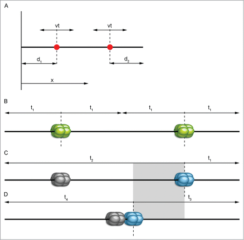Figure 3. Graphical representation of the simplest mathematical replication model. A simple mathematical model (A) concerning only 2 origins (red dots) gives basic information about location trend. We may consider a chromosome as a line parallel to the x axis. Then, the position of a specific origin on this chromosome can be evaluated by its coordinate x with d1 and d2 being the distance from the nearest end of the chromosome. Replication forks travel from a fired origin in both directions with constant speed v, replicating DNA at time t (according to Karschau et al.Citation30, modified). In the case of high replication origin activity (B), the most probably scenario is that both of them will activate successfully. Separate positioning further from the center toward the sides of a chromosome provides the shortest replication time (t1). If origins are low efficient (C and D), one of them is likely not to be activated and to remain dormant (gray-colored) and another one will have to pick up the replication of an entire chromosome. Positioning of low-active replication origins as if they were active will prolong replication time as seen in (C) by the amount of time marked with t2. The most advantageous solution here is grouping origins together near the center (D) – overall replication time will be shortened (t3 and t4). The gray rectangle shows the approximate difference in replication ending time between (C) and (D).