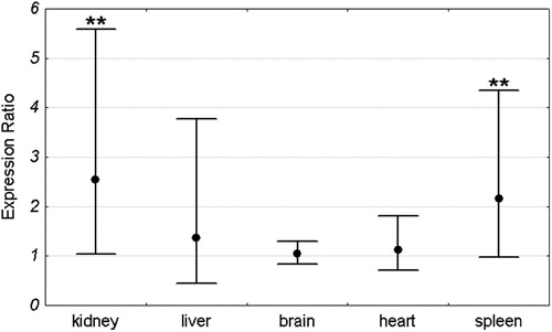 Figure 2. Pir expression ratio in each organ of Sod1−/− mice relative to wild-type animals. Dots represent mean expression ratios (fold changes) over the Sod1+/+ and error bars represent standard errors. Asterisks denote the statistical significance of the difference between Sod1−/− and Sod1+/+ (pair-wise fixed reallocation randomization test; **P < 0.01). n = 16 animals (8 males and 8 females) with each genotype.