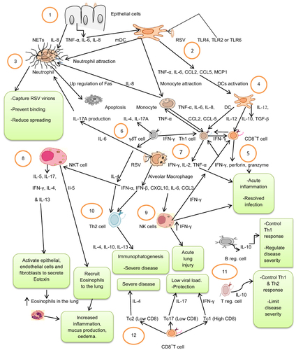 Figure 1 Immunity cell responses to Respiratory Syncytial Virus: 1. Virus-infected epithelial cells produce TNF-α, IL-6, and IL-8 that in turn activate and attract DCs and neutrophils. 2. Activated myeloid dendritic cells (mDCs) detect viral antigens and produce inflammatory cytokines and chemokines (TNF-α, IL-6, CCL2, CCL5, MCP1) that activate and attract monocytes, DCs, and neutrophils. 3. Activated neutrophils capture respiratory syncytial virus (RSV) virions by neutrophil extracellular traps (NETs) and prevent binding, and reduce spreading of the virus, or the virus may induce up-regulation of Fas on the neutrophils and induce apoptosis. 4. Activated DCs and monocytes produce IL-12, IL-10, TGF-β and TNF-α, IL-6, IL-8, CCL2, CCL-5, respectively, and activate Th1 and CD8+T cells. 5. Activated Th1 cells produce IFN-γ, IL-2 and TNF-α, while CD8+T cells produce IFN-γ, perforin, and granzyme that collectively induce acute inflammation that resolves the infection. 6. γδT cells are activated and produce IL-4, IL-17A and IFN-γ cytokines activating both Th1 and Th2 cells. 7. Alveolar Macrophages detect viral antigens and produce IFN-α, IFN-β, CXCL10, IL-6, and CCL3 that activate NK, Th2, and NKT cells. 8. Activated NKT cells produce IL-5, IL-17, IFN-γ, IL-4, and IL-13 cytokines. IL-5 acts as chemo-attractant of eosinophils while IL-4 and IL-13 activate eotoxin secretion that recruits eosinophils to the lung, increasing inflammation, mucus production, and oedema. 9. Activated NK cells produce a higher amount of IFN-γ and cause acute lung injury. 10. Th2 cells produce IL-4, IL-10 and IL-13, which cause immunephatogenesis and severe disease. 11. Neonatal regulatory B cells (B reg. cells), and regulatory T cells (Treg. cells) produce IL-10 and control Th1 and Th2 responses, and regulate disease severity. 12. CD8+T cells with low CD8 markers differentiate into T cytotoxic 2 cells (Tc2), or T cytotoxic 17 cells (Tc17) that produce IL-4 and IL-17, respectively. CD8+T cells with high CD8 markers differentiate into T cytotoxic 1 cells (Tc1) that produce IFN-γ.