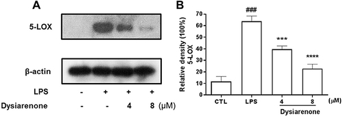 Figure 4 Inhibitory effects of dysiarenone (4–8 μM) on 5-LOX protein expressions (A) in LPS-stimulated RAW 264.7 cells. The bar chart shows the quantitative evaluation of 5-LOX bands by densitometry (B). The values are expressed as mean ± SD for three independent experiments. (###p < 0.001, compared to control group (CTL); ***p < 0.001, compared to LPS treated group (LPS); one-way ANOVA followed by Tukey post hoc multiple comparison tests).