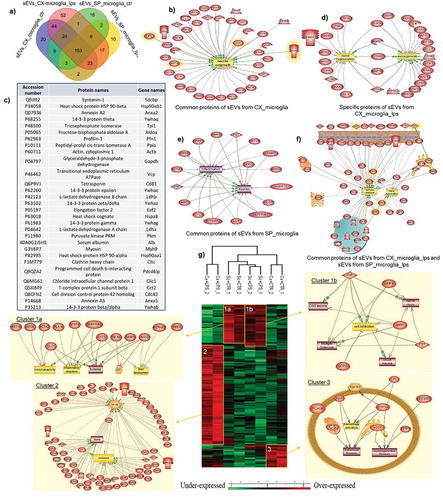 Figure 4. Systems biology analysis of proteins identified by Shot-gun proteomic derived from microglia sEVs. (a) Venn diagram of proteins of sEVs released by microglia. (b) Proteins identified in proteomics data (Cx-M sEVs and SpC-M sEVs) also listed in top 50 proteins that are often identified in EVs. Pathway analyses of (c) common protein from sEVs of Cx-M treated or not with 500 ng/mL LPS for 24 h (d) specific proteins from sEVs of Cx-M cells treated with 500 ng/mL LPS for 24 h (e) common protein from sEVs of SpC-M treated or not with 500 ng/mL LPS for 24 h and (f) common protein of sEVs released cortex and SpC-M treated with LPS. (g) Heatmap from shot proteomic analysis using MaxQuant after ANOVA with a p value > 0.05 for sEVs released by microglia isolated from two different sources, cortex and spinal cord, and pathways issued from systemic biology analyses of cluster 1a,1b, 2 and 3 from the heatmap. The analyses were performed in replicate (n = 3).