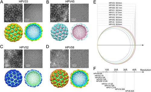 Fig. 4 Structural characterization of HPV 33, 45, 52, and 58 L1 particles in solution.(a–d, upper) Micrographs of negatively stained (left) and vitrified (right) HPV 33, 45, 52, and 58 L1 VLPs samples. Scale bars, 100 nm; (a–d, lower) left, reconstructed 3D cryo-electron microscopy (cryo-EM) maps of HPV 33, 45, 52, and 58 L1 VLPs, color-coded by diameter from 450 to 600 Å, and viewed along the icosahedral twofold axis; right, the same as left but with the closest half of their density map removed to reveal internal features of VLPs of the four types. e The diameter distribution of E. coli-based L1 VLPs of HPV 6, 11, 16, 18, 31, 33, 45, 52, and 58 measured from their corresponding cryo-EM structures. f The resolutions of the cryo-EM reconstructions of E. coli-based HPV 6, 11, 16, 18, 31, 33, 45, 52, and 58 L1 VLPs