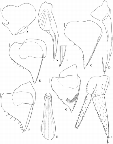 Figure 8 Benthana guayanas n. sp. (male paratype). A: pleopod 1 exopod; B: pleopod 1 endopod; C: pleopod 2 exopod; D: pleopod 2 endopod; E: pleopod 3; F: pleopod 4; G: pleopod 5; H: genital papilla; I: uropod. Scales: 0.1 mm.
