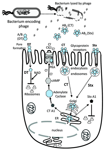 Figure 1. Schematic of toxins function in eukaryotic cells. Dotted arrows indicate steps in bacterial lysis with phage/toxin release, toxin uptake by host cell and target activity. CTXphi which encodes cholera toxin (CT) does not lyse its bacterial host cell. Black solid arrows or t-bars represent activation or blocking of specified bacterial function by toxin. AB denotes a two subunit protein, subunit A is the catalytic subunit and B is the receptor binding or docking subunit on target cell. AB5 denotes a toxin that contains one A subunit and 5 B subunits. Three examples are given; the A/B diphtheria toxin (DT) and the AB5 toxins CT and shiga toxin (Stx). DT gains direct entry into target cell by pore formation. The second method of toxin uptake is by receptor mediated endocytosis, a mechanism used by CT and Stx. Only the A subunit of DT enters the cell cytosol and along with NAD, ADP-ribosylates Elongation factor 2 blocking protein synthesis. Both CT and Stx are retrograde trafficked to the Golgi apparatus. In CT, the A subunit is dissociated from B subunits in the endoplasmic recticulum (ER) and released into the cytosol where it activates adenylate cyclase increasing cAMP which in turn activates PKA resulting in the CFTR membrane Cl- channel activation. The A subunit of Stx ADP- ribosylates the 28S rRNA ribosomal subunit, thus blocking protein synthesis.