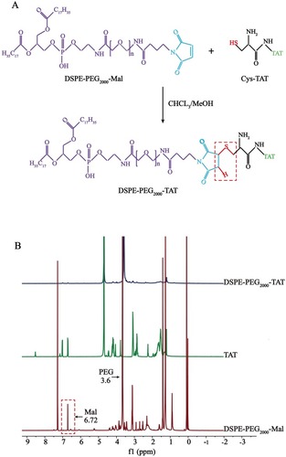 Figure 1 Synthesis of DSPE-PEG2000-TAT. (A) Synthetic route of DSPE-PEG2000-TAT. (B) 1H-NMR spectra of TAT, DSPE-PEG2000-Mal and DSPE-PEG2000-TAT.