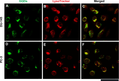 Figure S7 Confocal laser scanning microscope images of DU-145 (A, B, and C) and PC-3 (D, E, and F) cells after 16 hours incubation with GQDs.Notes: GQDs are shown in the green channel, whereas the lysosomes of the cells are shown in the red channel. An overlay of both channels is also presented. Scale bar: 50 µm.Abbreviation: GQDs, graphene quantum dots.