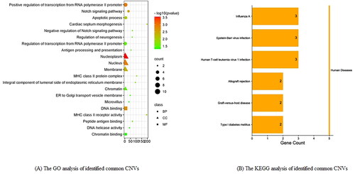 Figure 6. The visual results of GO and KEGG analysis of identified common CNVs. (A) The GO analysis of identified common CNVs; (B) the KEGG analysis of identified common CNVs.