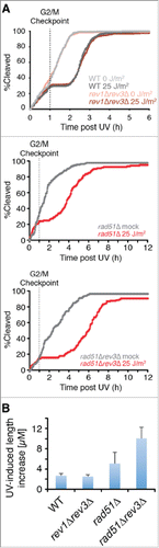 Figure 5. Rad51 is required to prevent Polζ function prior to the G2/M checkpoint. (A) Elimination of Polζ (encoded by rev3) has no effect on the duration of checkpoint delays when UV damage is incurred prior to the G2/M checkpoint in rad51+ cells, but increases delays substantially in rad51Δ cells. Kinetics of the first cleavage are shown for cells of the indicated genotypes exposed to mock irradiation or 25 J/m2 of UV. For strains lacking Rad51, the analysis is restricted to cells with mother cells that were < 17 µM at the cleavage prior to irradiation to reduce the suppressive effects of spontaneous cell cycle delays. (B) UV-induced length increase during the first cycle was calculated for the experiments in A by subtracting the mean length of a mock-irradiated population from the mean length of a population exposed to 25 J/m2 of UV. Error bars denote 95% c.i.
