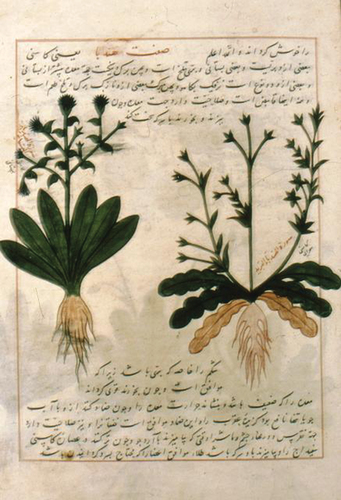 Figure 2. The cultivated and the uncultivated kinds of hindiba illustrated in Dioscurides Materia Medica translated by Abdullah el-Huseyin b. Ibrahim el-Natili. Topkapi Museum Library, No 2127.