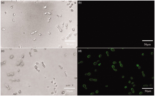 Figure 7. Expression of eGFP in individual transformants of T. fuciformis YLCs with hygromycin. (a) Wild type T. fuciformis strain Y32 (bright field). (b) Wild type T. fuciformis strain Y32 (corresponding fluorescence field). (c) Transformant (bright field). (d) Transformant (corresponding fluorescence field). Detection for bright field micrographs and corresponding fluorescence under UV light are shown with the same microscope equipment of excitation filters at 450–490 nm, a dichroic filter at 505 nm and an emission filter at 520 nm. Images were taken with 40x fields of view, bar = 50 μm.