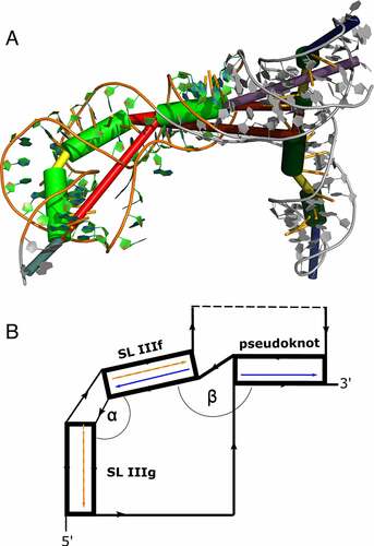 Figure 4. (A) Rendering of a low-energy tertiary structure snapshot of the truncated construct BVDVsegment_180_425 overlaid with coarse-grained 3D elements. Green cylinders highlight helical regions, with the rightmost representing H-type pseudoknot, and the middle and leftmost green cylinders portraying stem-loops IIIf and IIIg, respectively. The bulge between SL IIIf and IIIg is depicted in yellow, and the multiloop enclosed by the formation of the pseudoknot is plotted as a long red connection. The short red connection between the pseudoknot helix and SL IIIf represents a single unpaired C between these helices. Other structural elements are greyed out. The quasi-colinear arrangement of the pseudoknot and SL IIIf is noticeable, while the bulge induces a marked twist between SL IIIf and IIIg. (B) Schematic representation of the three helices encompassing the pseudoknot, SL IIIf, and IIIg, sketching their approximate spatial arrangement. Angles between adjacent helical segments are defined by stem vectors, i.e. angle α between SL IIIf and SL IIIg (orange and red vectors), and β between SL IIIf and the pseudoknot helix (blue vectors). The directionality of the backbone is indicated by black arrows. Regions of BVDVsegment_180_425, which are not directly involved in the spatial arrangement of these helices, are depicted as a dashed segment along the backbone.