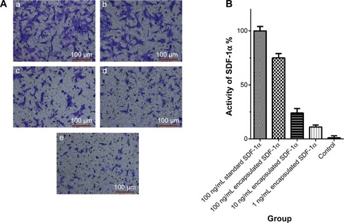 Figure 6 Results of Transwell chamber test.Notes: (A) After co-cultured in Transwell system for 12 hours, most of the BMSCs that were co-cultured with 100 ng/mL standard SDF-1α were migrated to the lower chamber (a), the number of BMSCs that migrated to lower chamber co-cultured with 100 ng/mL encapsulated SDF-1α (b) was a little less than the former, the number of BMSCs that migrated to lower chamber co-cultured with 10 ng/mL encapsulated SDF-1α (c), 1 ng/mL encapsulated SDF-1α (d) and PBS (e) reduced progressively. (B) The chemotactic activity of SDF-1α was showed by the ratio of migrated BMSCs as follows: 100.0±2.9 (100 ng/mL standard SDF-1α): 73.9±2.9 (100 ng/mL encapsulated SDF-1α): 30.8±5.8 (10 ng/mL encapsulated SDF-1α): 10.1±2.3 (1 ng/mL encapsulated SDF-1α): 0.0±1.2 (control) (n=10) (P<0.0001).Abbreviations: SDF-1α, stromal cell-derived factor-1α; BMSCs, bone marrow mesenchymal stem cells.