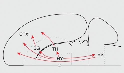 Figure 1. Hypothalamic ascending connectivity. Summary of the four major pathways from the hypothalamus to the cerebral cortex schematized on a flattened representation of the rat brain The basal ganglia here refer to the magnocellular basal forebrain and the amygdala complex. Note that one of the indirect connections first “descends” to the brain stem. BG, basal ganglia; BS, brain stem; CTX, cortex; HY, hypothalamus; TH, thalamus. Adapted from ref 1: Risold PY, Thompson RH, Swanson LW. The structural organization of connections between hypothalamus and cerebra cortex. Brain Res Brain Res Rev. 1997;24:197-254. Copyright © Elsevier, 1997