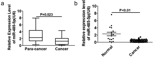 Figure 1. MiR-485–5p expression in SCLC tissues. (a). Comparison of the expression levels of miR-485-5p between SCLC tissues and the adjacent normal tissues. The expression levels of miR-485-5p in the SCLC tissues and the corresponding adjacent normal tissues from SCLC patients were detected by RT-qPCR using β-actin mRNA as an internal standard (n = 18). (b). Comparison of the expression levels of miR-485-5p between SCLC tissues from patients (n = 18) and normal tissues from healthy people (n = 56). miR-485-5p levels were detected by RT-qPCR using U6 RNA as an internal standard (p<0.01). Values were expressed as mean ± SD.