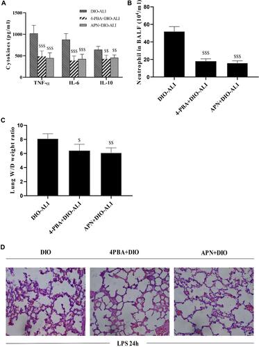 Figure 6 The effects of APN and 4-PBA on the LPS-induced lung inflammatory response and tissue damage in obese rats. (A) The concentrations of TNF-α, IL-6, and IL-10 in lung homogenate supernatants at 24 hours after LPS administration. (B) Neutrophil cell counts in the BALF at 24 hours after LPS administration. (C) Wet/dry weight ratio of LPS-injured lungs. (D) Representative H&E-stained lung sections from LPS-injured rats. Images were taken at 200× magnification. Data are presented as the mean ± SD. $$, $$$p < 0.05, 0.01, 0.001 vs DIO-ALI.