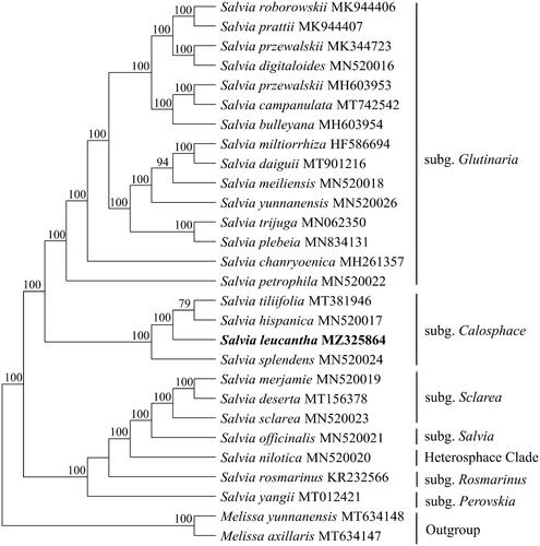 Figure 1. Maximum likelihood phylogenetic tree based on 26 complete chloroplast genome sequences of Salvia. The number on each node indicates the bootstrap value ▪.