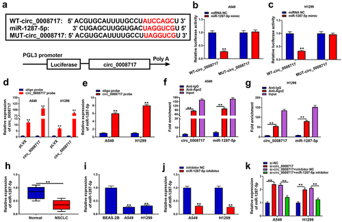 Figure 4. MiR-1287-5p is a target of circ_0008717 in NSCLC cells. (a) The binding sites of miR-1287-5p on circ_0008717. (b–g) The binding between miR-1287-5p and circ_0008717 was validated using dual-luciferase reporter, pull-down and RIP assays. (h,i) qRT-PCR analysis of miR-1287-5p expression in NSCLC tissues and normal adjacent tissues, as well as in normal BEAS-2B cells and NSCLC cells. (j) The interference efficiency of miR-1287-5p inhibitor or inhibitor NC was detected by qRT-PCR in A549 and H1299 cells. (k) qRT-PCR analysis was conducted to investigate the effects of circ_0008717 on miR-1287-5p expression in A549 and H1299 cells. Error bars stand for the mean ± SD of three independent measurements. *P < 0.05 and ** P < 0.01.