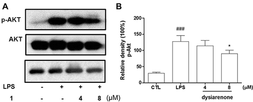 Figure 6 Effect of dysiarenone (4–8 μM) on the LPS-induced Akt phosphorylation in RAW 264.7 cells; (A) Protein bands for Akt and p-Akt. (B) the bar charts show phospho-Akt (p-Akt) bands by densitometry. The values are expressed as mean ± SD from three independent experiments. (###p < 0.001, compared to control group (CTL); *p < 0.05, compared to LPS treated group (LPS); one-way ANOVA followed by Tukey post hoc multiple comparison tests).